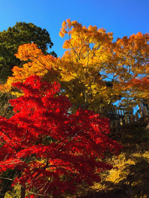 大山寺 大山阿夫利神社下社の紅葉 22 ライトアップは 撮影スポットも Dig Out