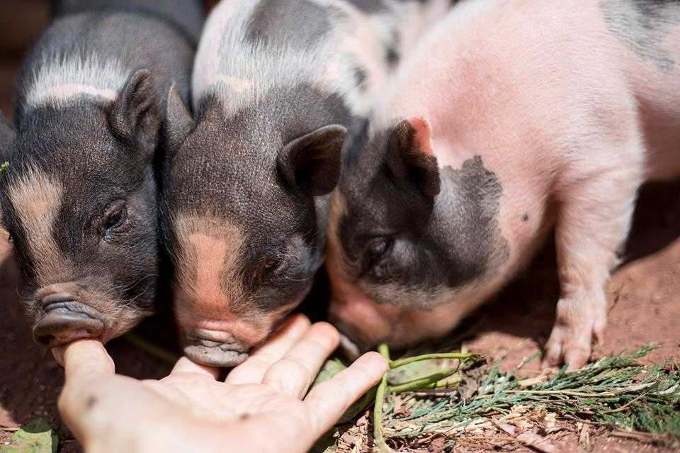 Fund_ElHogar's tweet photo. "Crowd-butchering" o como adoptar a un lechón, ponerle nombre, visitarle,darle mimos e incluso observarle desde casa con una webcam... para después recibir su cuerpo cortado en pedazos y envasado. LOCURA DE LA INDUSTRIA CARNICA

Lee el post en: https://t.co/YeX0UsJMcP https://t.co/No70AWozzI