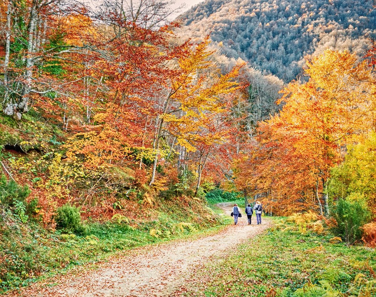 TurismoAsturias's tweet photo. Nos vamos al espectacular hayedo de Montegrande, en @Tevergaturismo https://t.co/5rFBM7jiZb © Foto: @IgnacioBaldanta https://t.co/Dh5kufRxVG