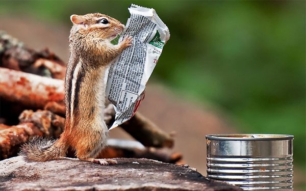 Radadia_Kalpesh's tweet image. A #chipmunk #examines a #wrapper to check the #ingredients. 'Not enough nuts' we suspect was the decision.