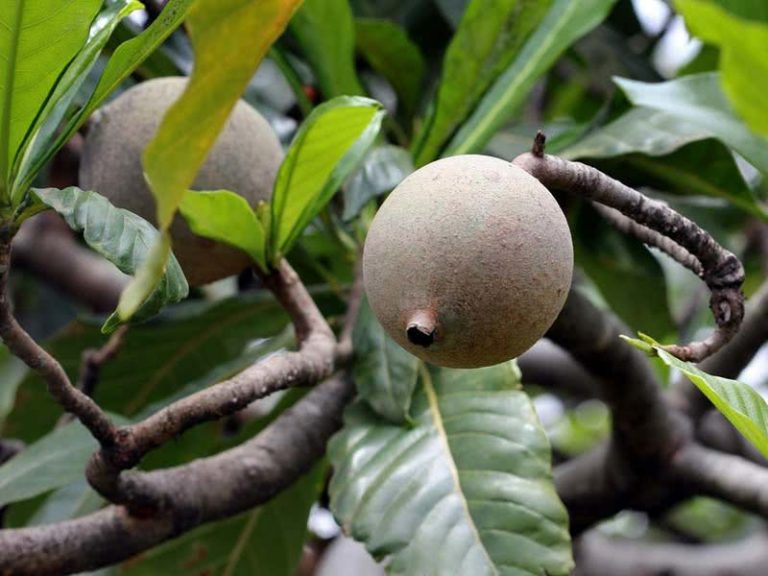 Rozane_Costa's tweet photo. @RosaMar14112784 "A TERRA QUE IDES OCUPAR É UMA TERRA DE VALES E MONTES, QUE BEBE A ÁGUA DAS CHUVAS DO CÉU ".(DT 11:11 ) #POSSE DA TERRA PROMETIDA *#JENIPAPO PLANTA NATIVA *SABORES NATURAL *#POLPAS DO RANCHO MARIANA *@Rozane_Costa 👉📖💡⚓🎻🎶🎵👏👂✍🕊👼🕭💒 https://t.co/lPp0G4QLwm