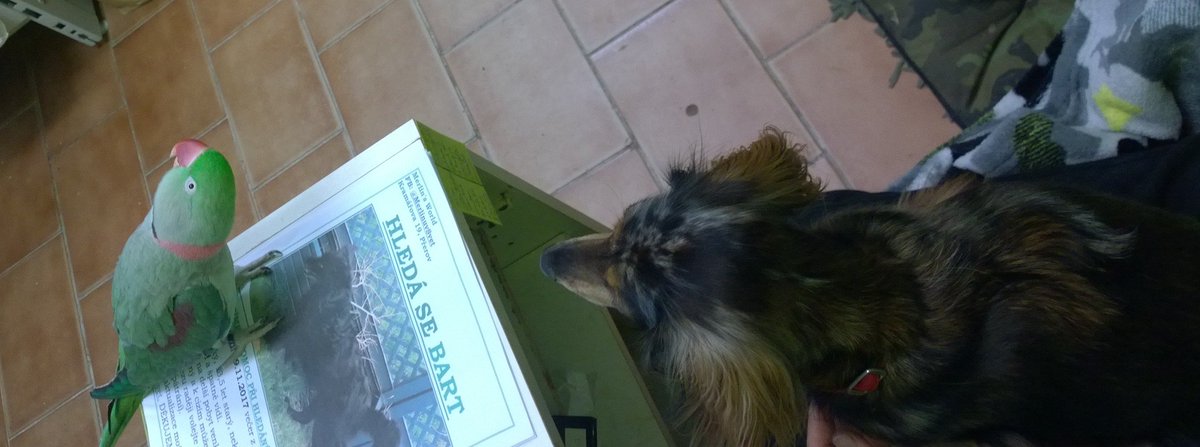 #Friday visit of a little cutie Dora 🐾🐦#PetSupplies #Přerov #AlexandrineParrot #Dachshunds❤️ #DogLovers