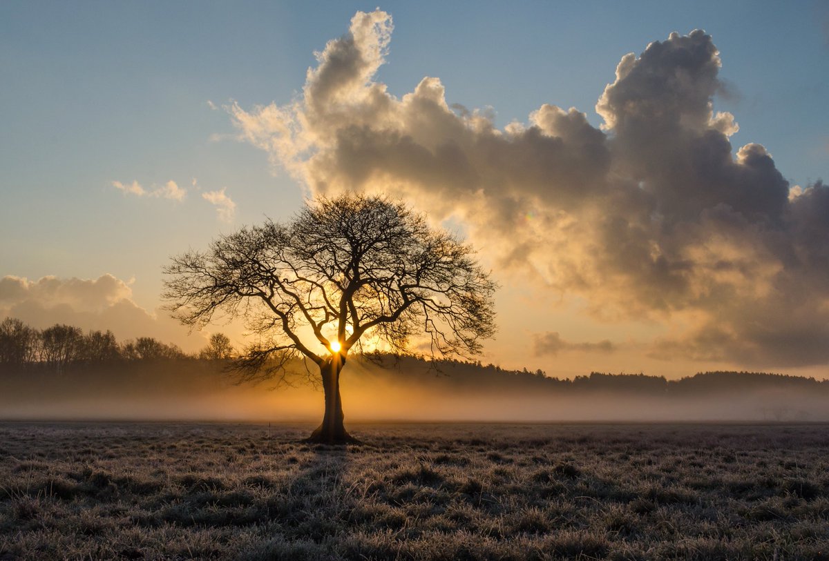 ArtistepeintreK's tweet photo. "Recherchez un arbre
et permettez lui de vous apprendre la quiétude."

Tollé https://t.co/AKAE2toh6D