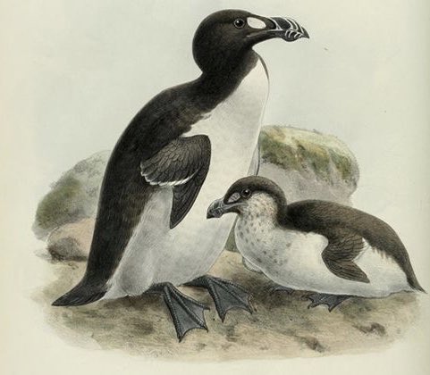 Jamie_Woodward_'s tweet image. When the last of the Great Auks died, it was by the crush of a fisherman’s boot smithsonianmag.com/smithsonian-in… #extinction
