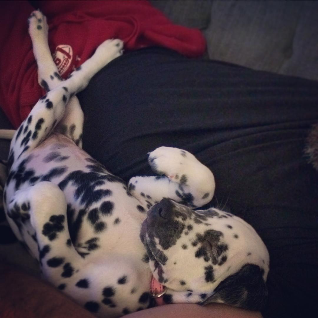 _SDCreative's tweet photo. How will you spend your Sunday? Exploring or relaxing? #Lulu #Dalmatian #Dalmation #Beach #Bed #SleepyDog #ExplorerDog #SDCreative https://t.co/lvuAoUCTNV