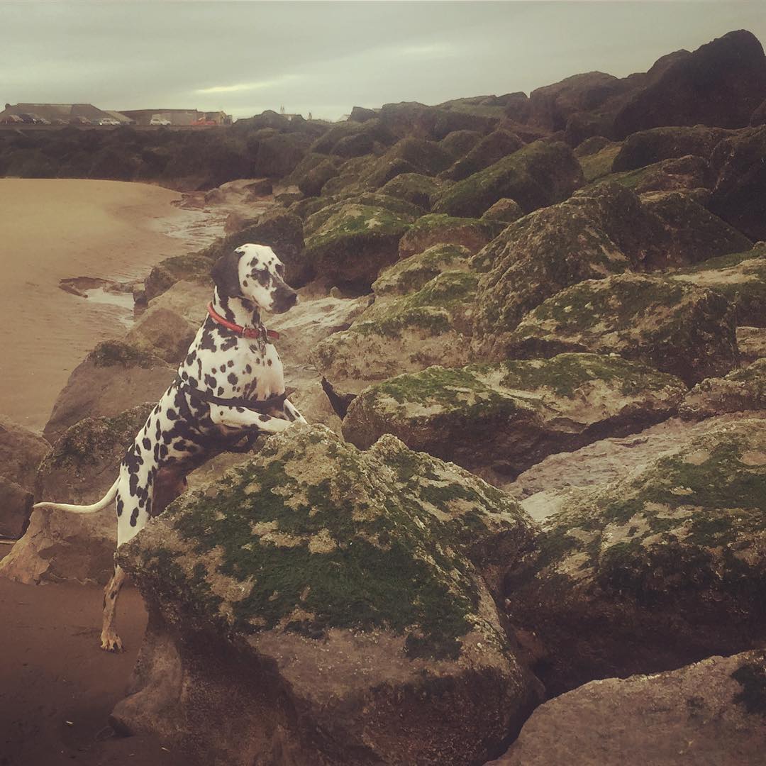 _SDCreative's tweet photo. How will you spend your Sunday? Exploring or relaxing? #Lulu #Dalmatian #Dalmation #Beach #Bed #SleepyDog #ExplorerDog #SDCreative https://t.co/lvuAoUCTNV