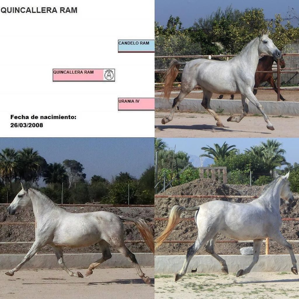 latroyeta's tweet photo. QUINALLERA RAM es una yegua de Pura Raza Española nacida en 2008, incluida en el lote puesto a la venta por Yeguada La Troyeta. Más información en el teléfono (+34) 629505656 (Pedro). #PRE #purarazaespañola #yeguadalatroyeta #yegua #sicab #precval #spani… https://t.co/erFnzlptYw https://t.co/QVILT1q3Vy