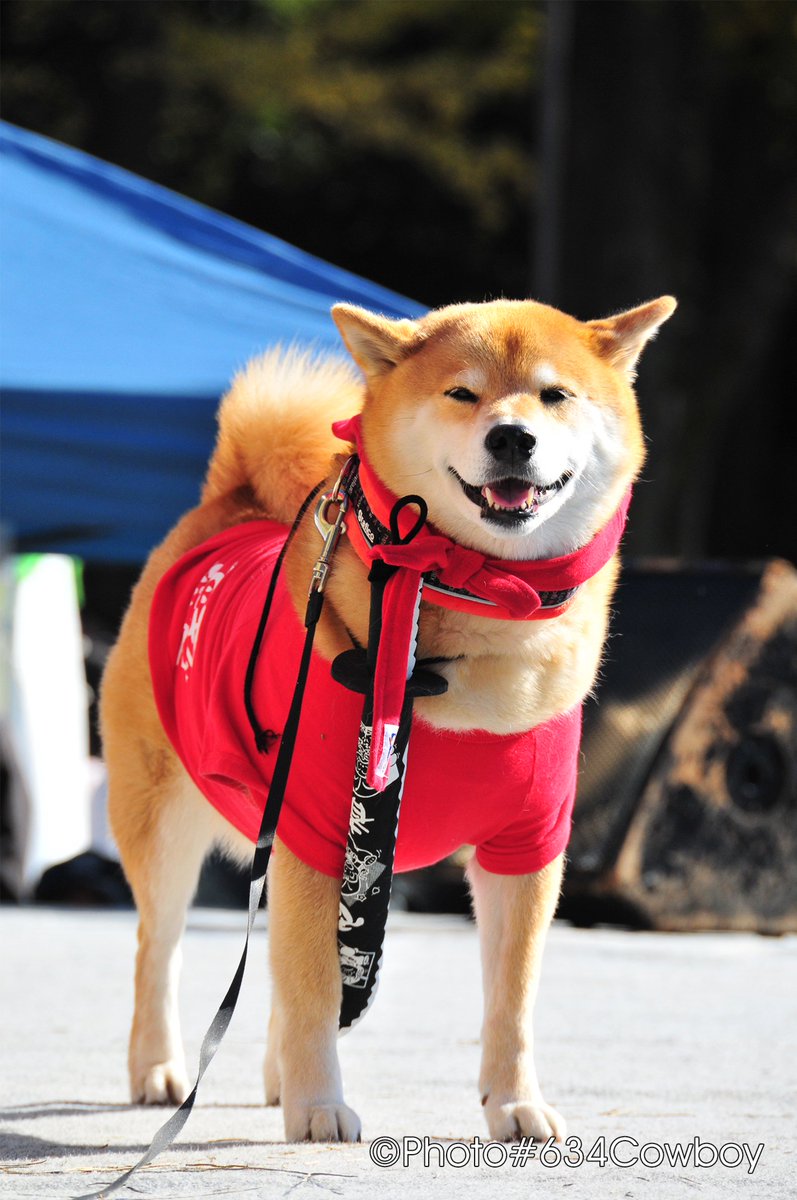 634Cowboy_Photo's tweet photo. 昨日、上野で開催した忍者フェスタで柴犬まるを撮影する事が出来た。

#柴犬まる
#寫眞倶楽部
#ファインダー越しの私の世界 
#犬好きさんと繋がりたい https://t.co/pyISjJcQjM