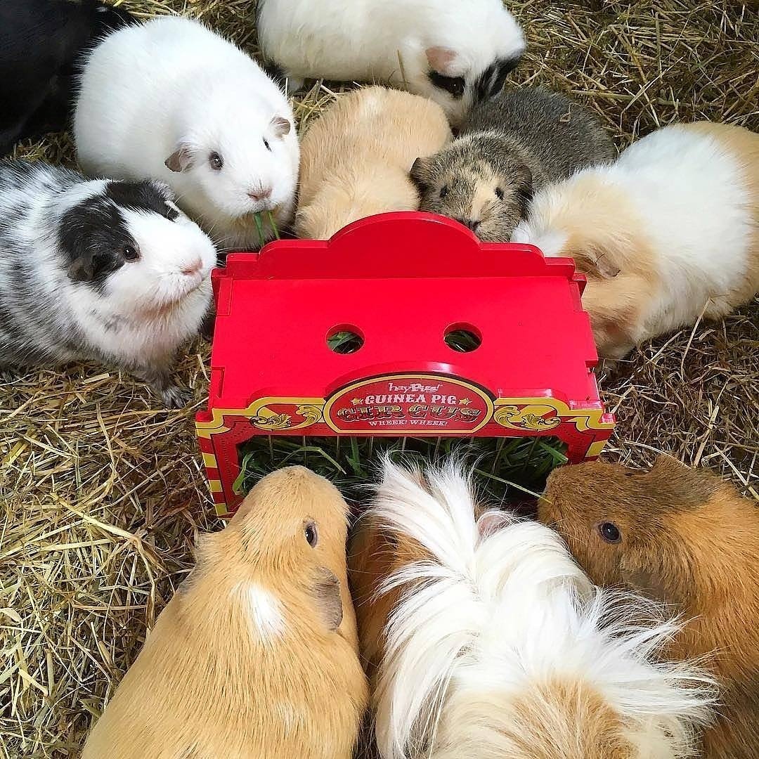 haypigs's tweet photo. When the @squidgypigs went wild for last year's #blackfurday hay sale... 😂🤣🐹🎪❤ #WheekWagon #guineapigcircus #guineapigs #blackfurday #blackfriday2017 #blackfriday #cybermonday #awesomeness https://t.co/zwwxdheO24