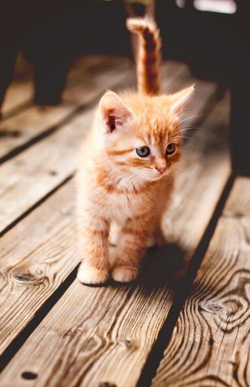 🐾 Bom Domingo 🐾