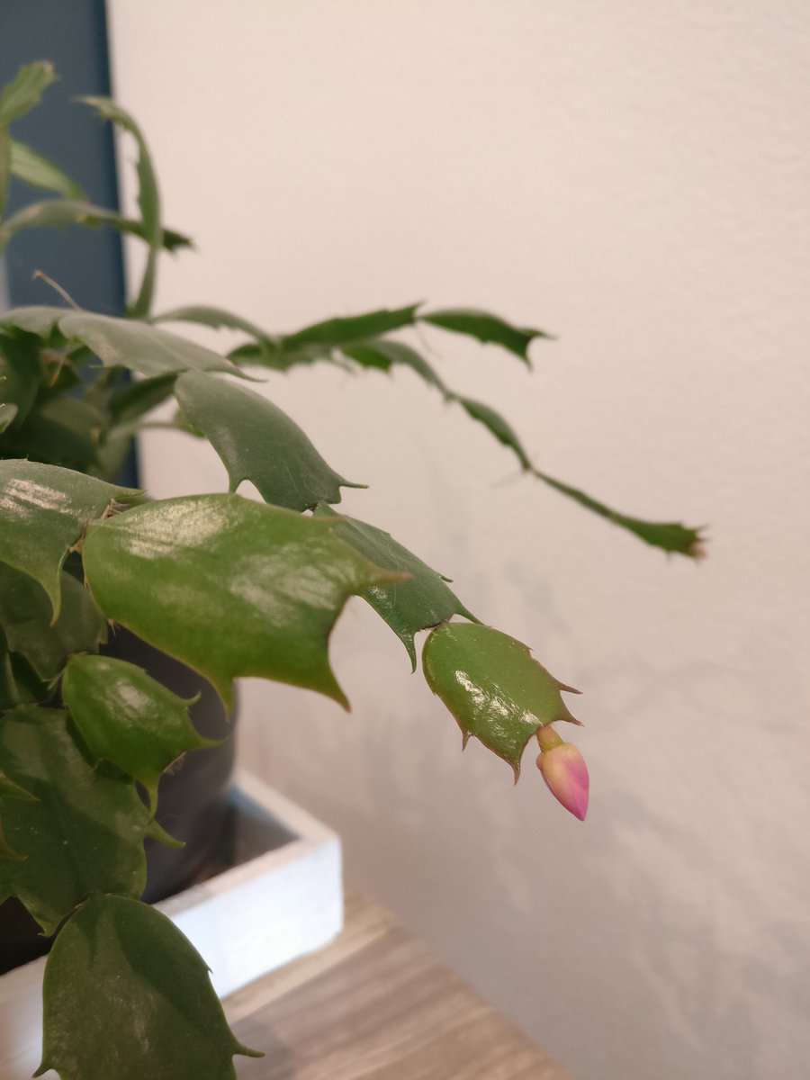 Kilojoules's tweet image. He's flowering, @RedDarter ! Never seen that before :)
