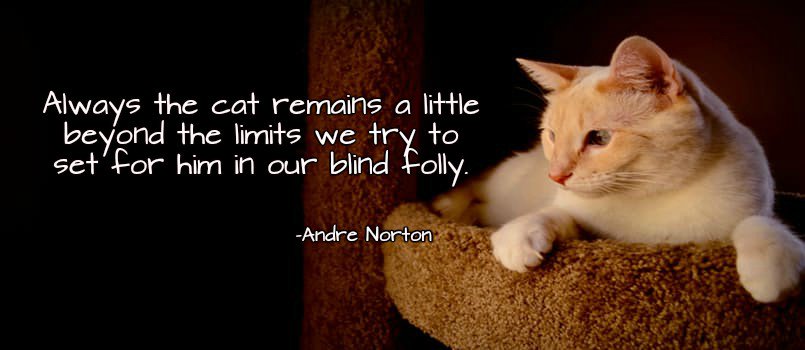 Foggs_Metal's tweet photo. Always the cat remains a little beyond the limits we try to set for him in our blind folly. -Andre Norton #quote https://t.co/kP0Muymr6B