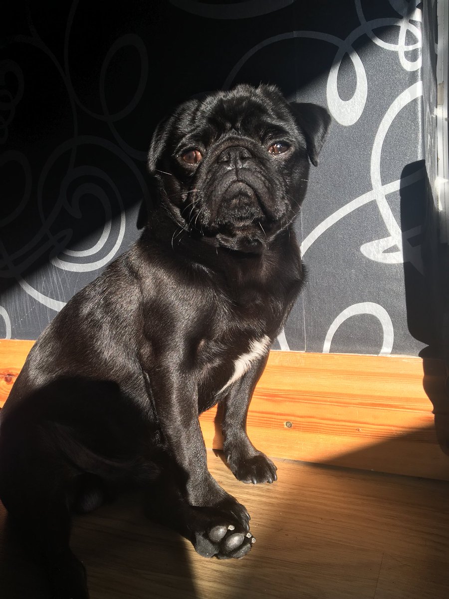 HugoTheBoss16's tweet photo. I wish it was summer again so bad that whenever there is a slight glare of sun shining through my window I always go and lay in it. ☀️ https://t.co/4Mkus8CGHv