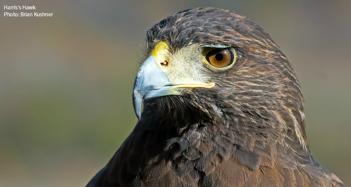 Spanish Birds Of Prey Make A Killing In Valencia Simply