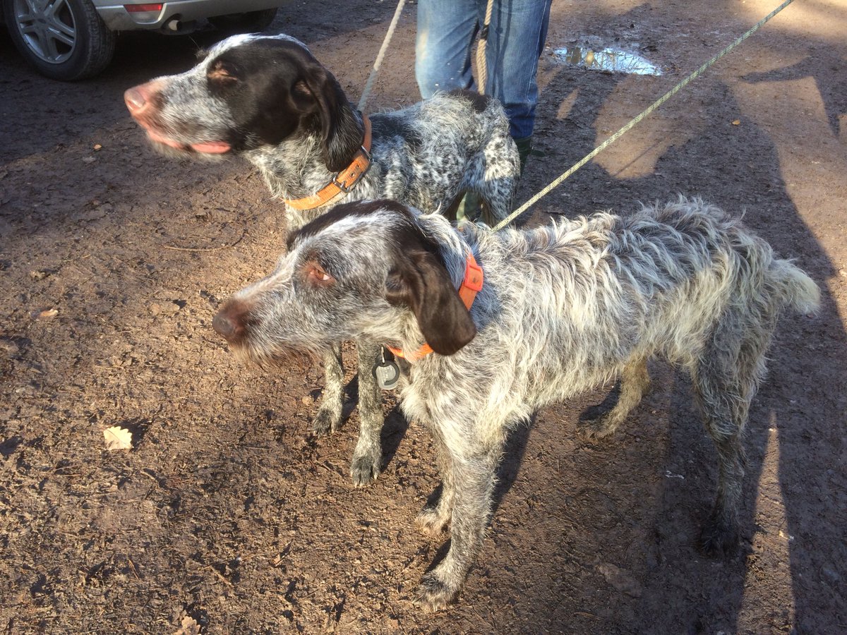 HayhurstBoo's tweet photo. Walk with my brother Luther #siblings #brother #sister #pointers #doubletrouble #autumn #dogwalk #countryside #fun #playtime #muddypups #happiness https://t.co/LSFhWPCqPw