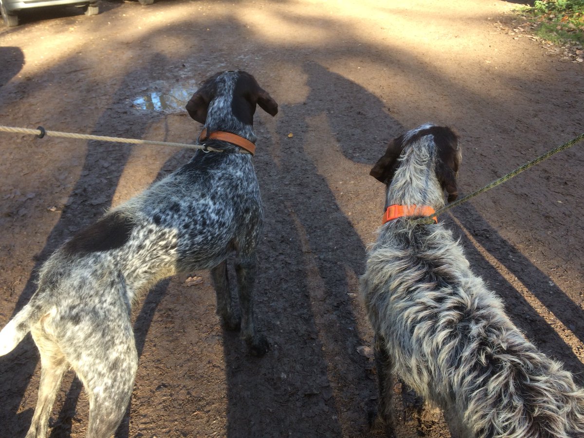 HayhurstBoo's tweet photo. Walk with my brother Luther #siblings #brother #sister #pointers #doubletrouble #autumn #dogwalk #countryside #fun #playtime #muddypups #happiness https://t.co/LSFhWPCqPw