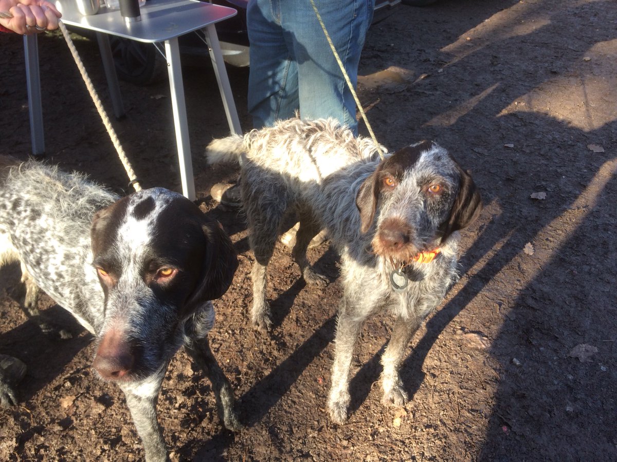 HayhurstBoo's tweet photo. Walk with my brother Luther #siblings #brother #sister #pointers #doubletrouble #autumn #dogwalk #countryside #fun #playtime #muddypups #happiness https://t.co/LSFhWPCqPw