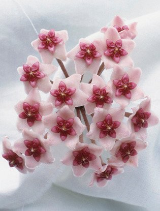 Tiendeo_Russia's tweet image. Дарят много радости😆 и почти не требуют ничего взамен! Угадай кто это? 🌿🌾🌸🌺 bit.ly/2iTTueH #комнатныецветы #домашниерастения