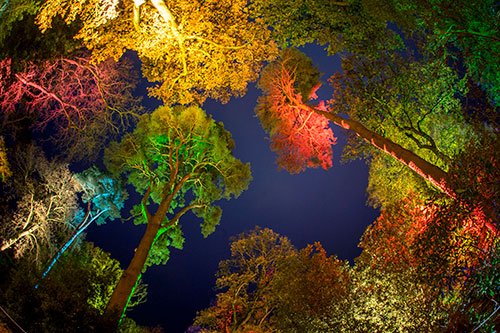 Don't miss your chance to enter our competition to win a free Christmas tree and £75 voucher to spend at the Westonbirt Restaurant at #EnchantedChristmas17. Like &amp; RT by midnight tonight to enter! bit.ly/2hhHySx