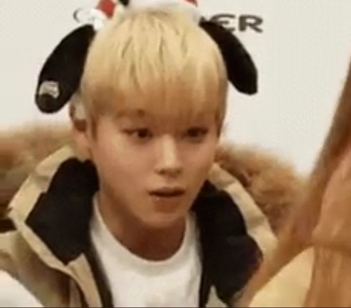 orangepink_pw's tweet image. 판윙 너희 둘 다 좀 강아지 닮았어? #판윙사랑해 #판윙2033