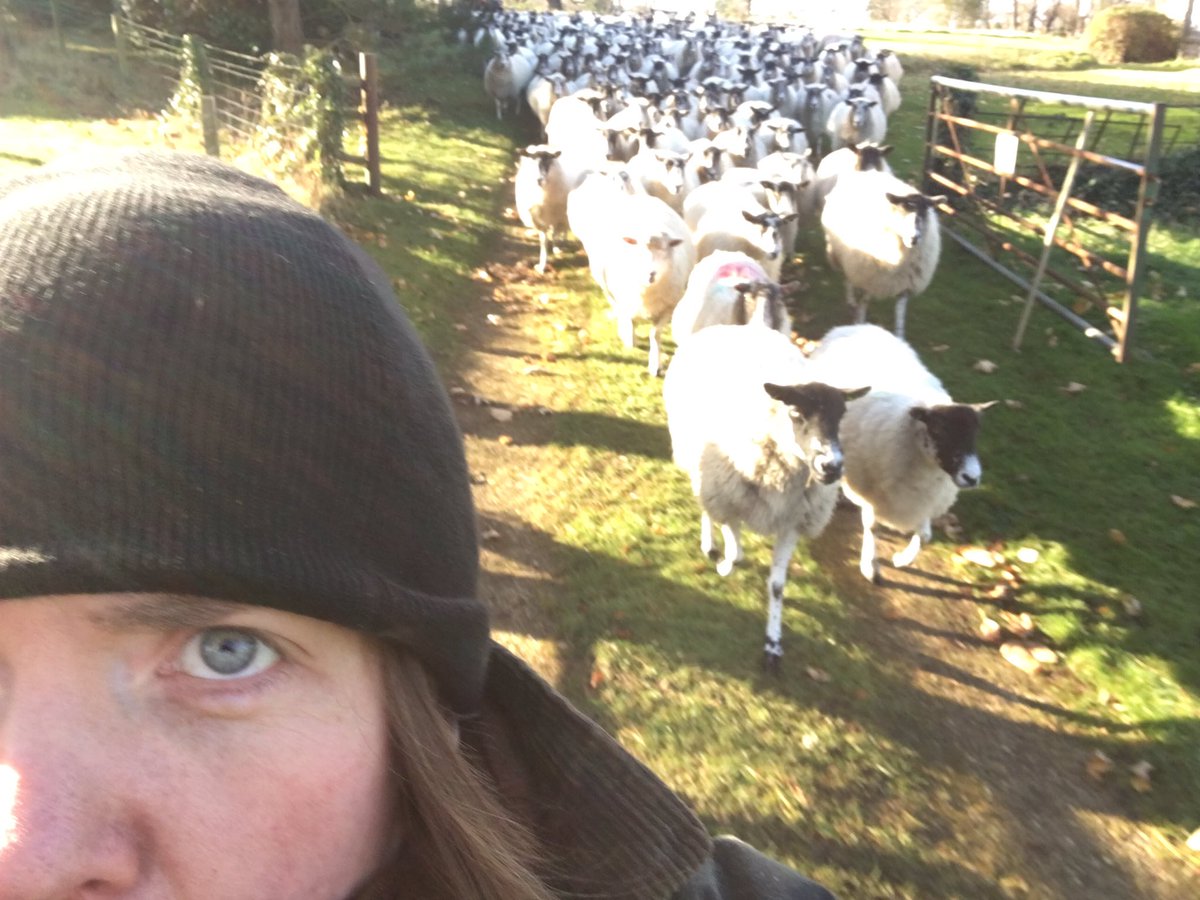 LizGenever's tweet photo. I may have some skills but taking a selfie isn't one of them #SheepOnTheMove https://t.co/zR0r2pVjDX