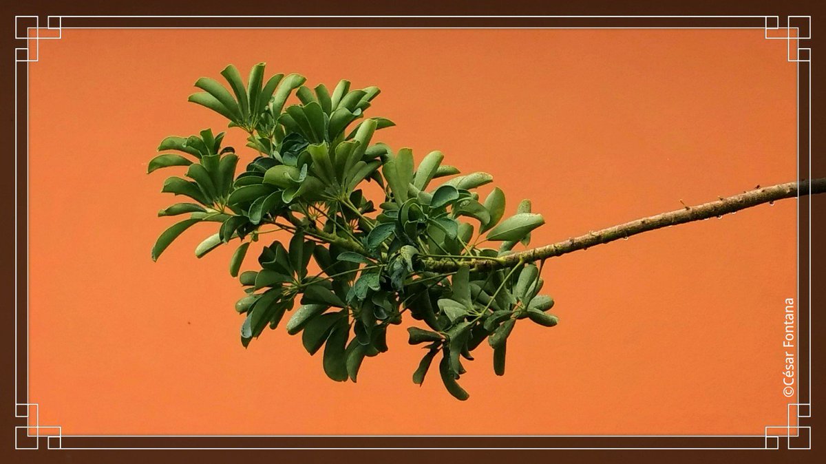 #DomingoDetremuraSDV
#FelizDomingo 
Bom dia a todos que, mesmo despertos, continuam sonhando.