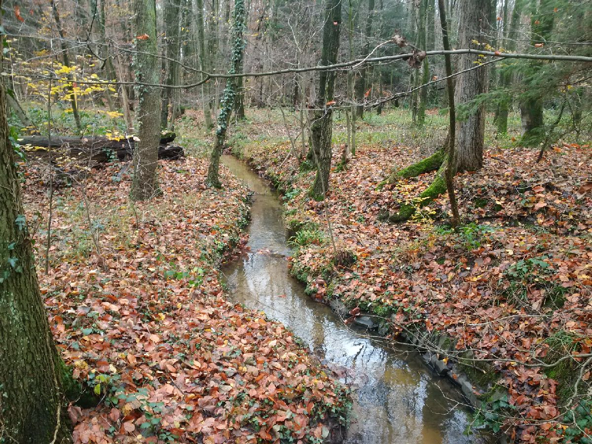marc_jan_eumann's tweet photo. #DünnwalderWald #Novembersonntagmorgen #schön. @koeln https://t.co/terSqB3C2Y