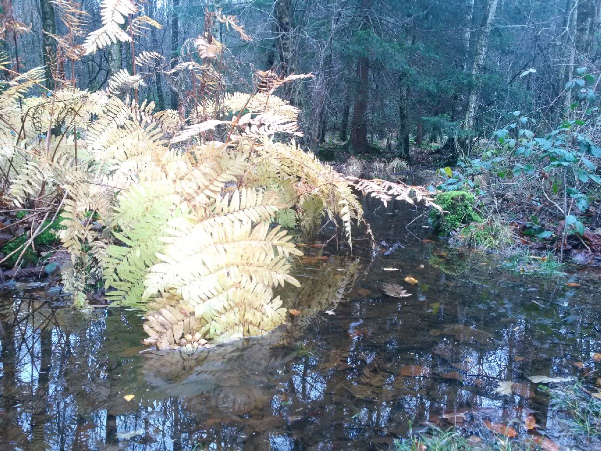 marc_jan_eumann's tweet photo. #DünnwalderWald #Novembersonntagmorgen #schön. @koeln https://t.co/terSqB3C2Y