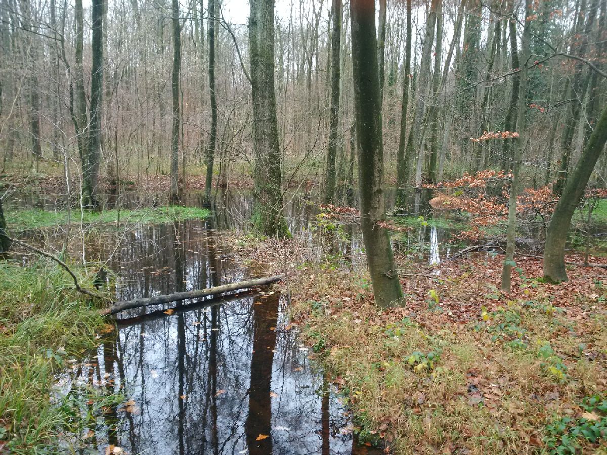 marc_jan_eumann's tweet photo. #DünnwalderWald #Novembersonntagmorgen #schön. @koeln https://t.co/terSqB3C2Y