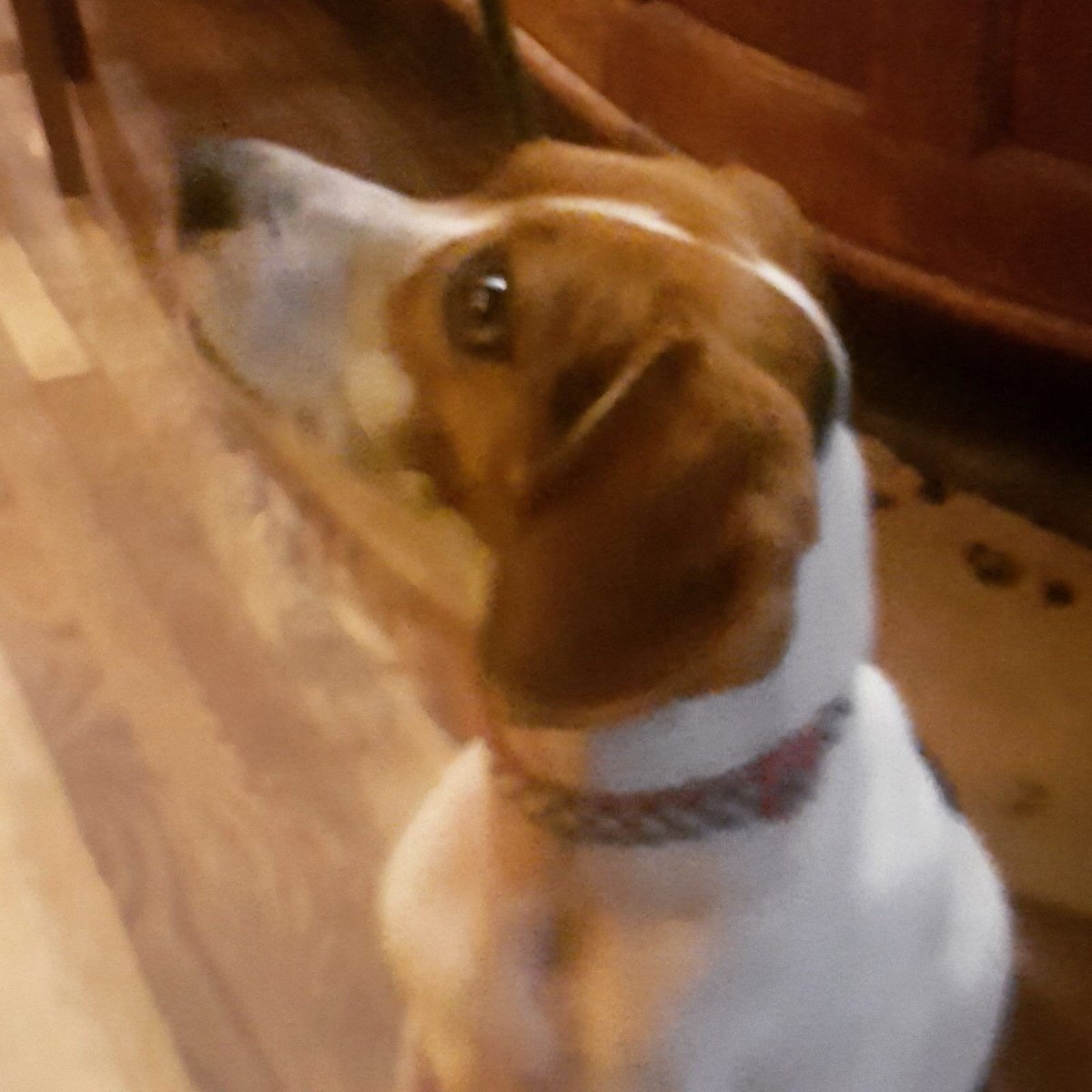 CuredBar's tweet photo. 🌞What a beautiful sunny day today! Perfect for a walk with your 🐕#BestFriend 🍁& then come & warm yourself by the fire🔥 for a yummy #SundayRoast & a cheeky glass of #wine ( and the rest😜) 🍃#CuredBar🌱 #dogfriendly #Foodies #dogsoftwitter https://t.co/jmK8insCka