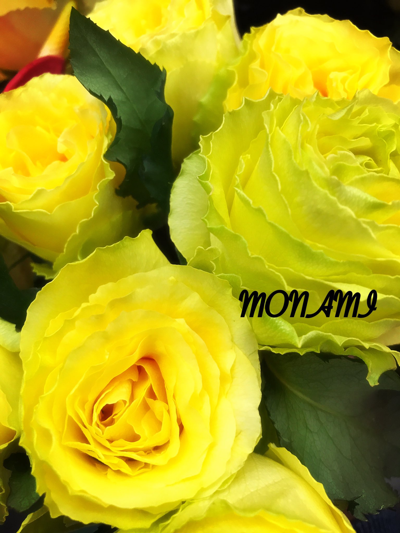 横山泰史 ヨコちゃん 全国に笑顔を届ける花のモナミという花屋 こんばんわ 今日はこのお花の紹介です 黄色いお花ってなんか元気になりますね 静岡県は後藤バラ園さんの マリーローランサン です 丸弁咲きの薔薇は可愛らしいですよね 洗面所に一輪