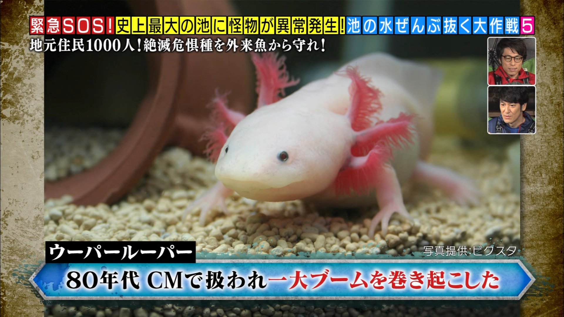 Twitter 上的 いかれ帽子屋の屑人間 ウーパールーパー 池の水ぜんぶ抜く 日曜ビッグバラエティ Tvtokyo T Co N8ig55fjdb Twitter
