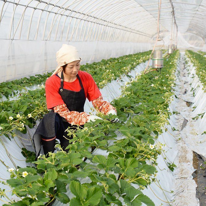 A Rue イチゴ農家さんの作業風景写真 動きがある写真の方がイメージが伝わるかな 農業ファッション Aruejapan 農作業着 農作業服 農家 農業女子 オリジナル作業服