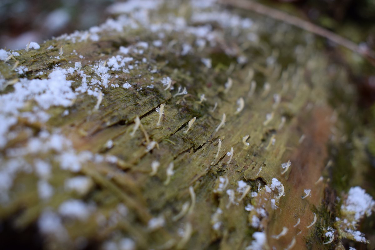 SamuelMarent's tweet photo. Basidiolichens are lichenized members of the Basidiomycota, a much smaller group of lichens than the far more common ascolichens in the Ascomycota
#Multiclavula https://t.co/G6iqRiEbki