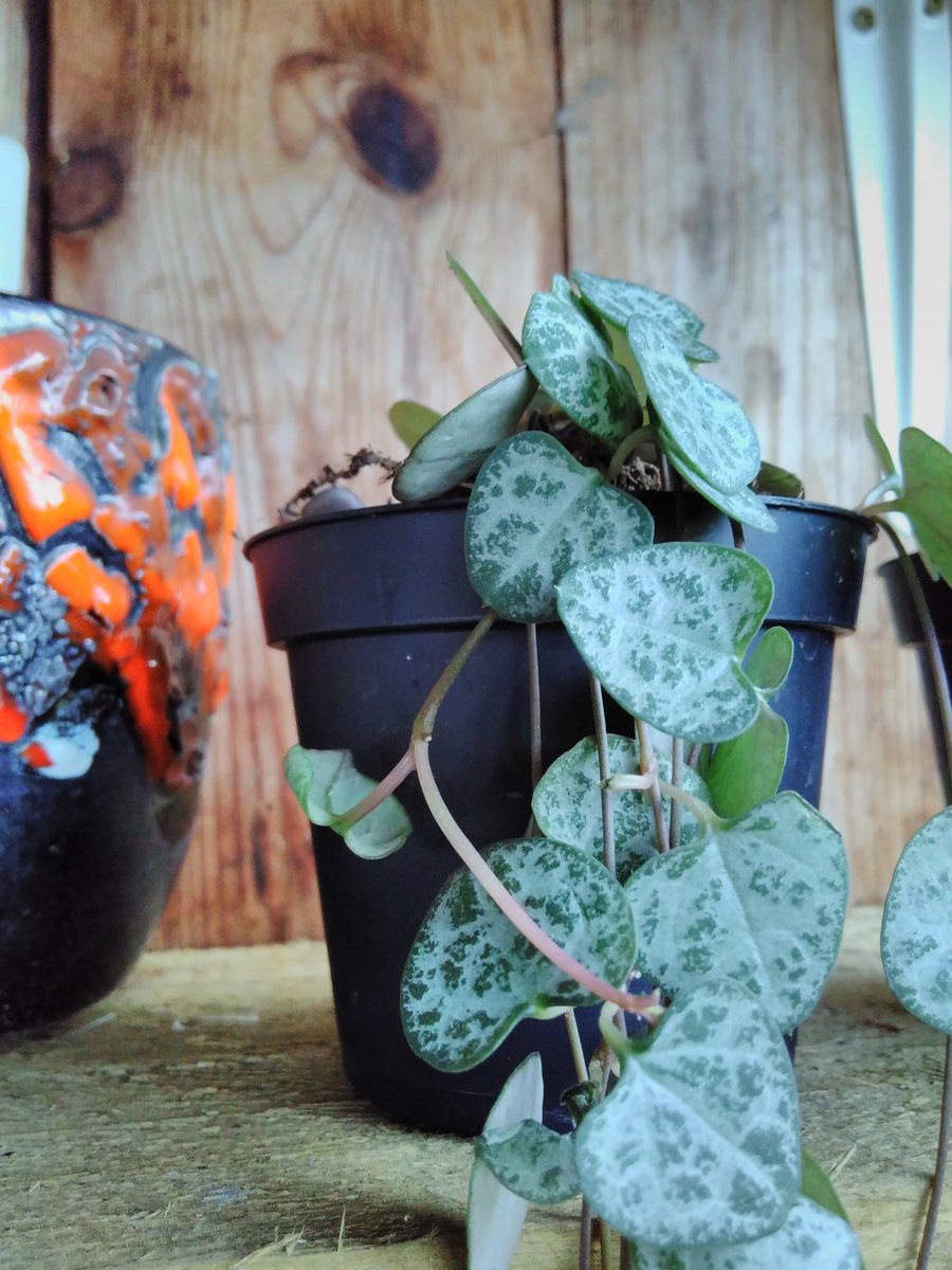 BudGardenCentre's tweet photo. I'm selling my Xmas trees, #locallymade holly wreaths, potted bulbs, houseplants &amp; UK-made-gardening-gifts at @GRUBMCR on 2nd December! The garden centre will be open as usual.
#intwoplacesatonce #idontdoitoften https://t.co/2u7R8Z3BCW
