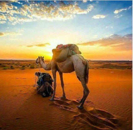 TwitteAlgerie's tweet photo. Oued souf - Algérie https://t.co/Sk3eD21Dyo