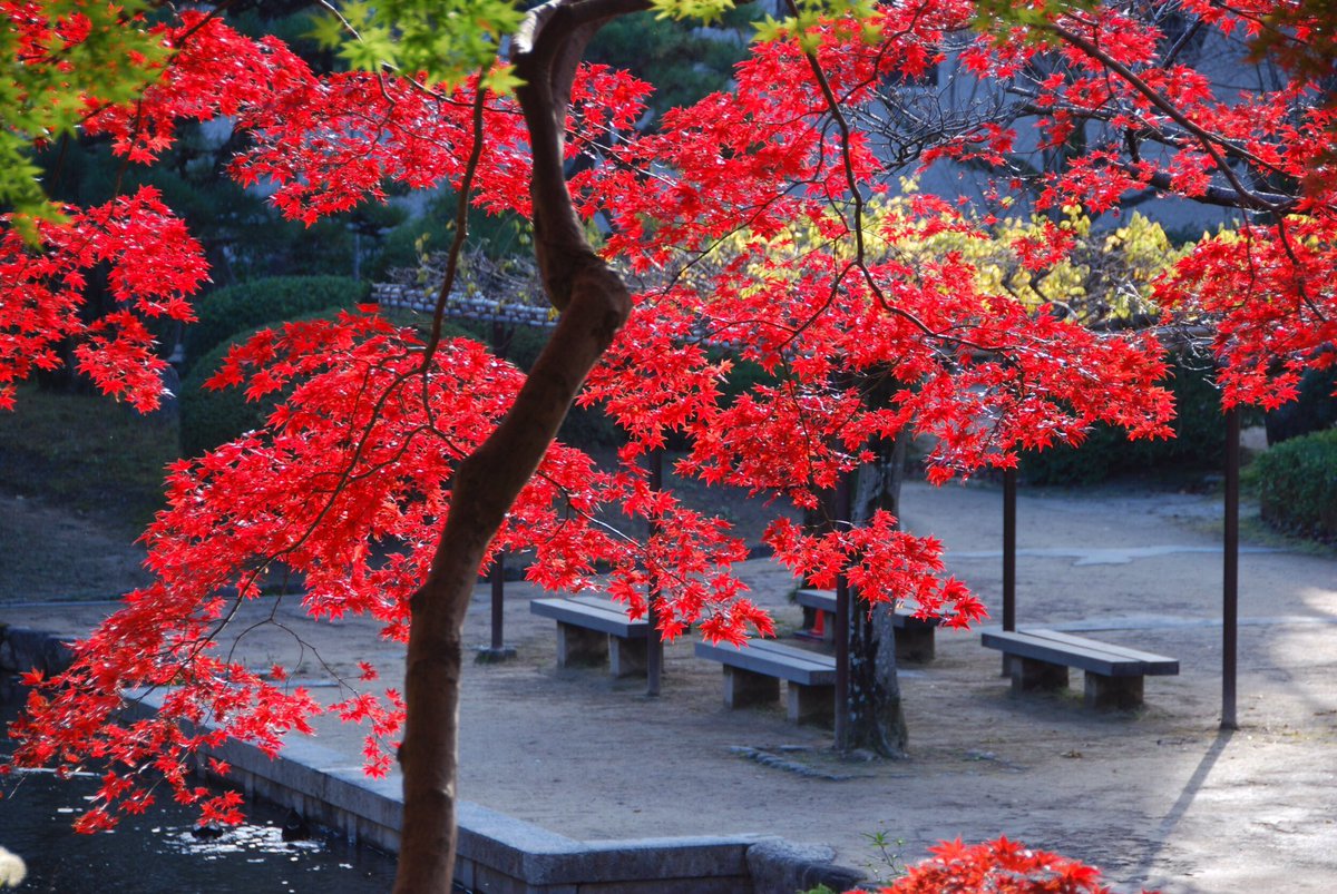 Branch_Stamp's tweet photo. 関西学院大学
西宮上ヶ原キャンパス
日本庭園
(兵庫県西宮市)
#関西学院大学
#関西学院 #西宮市 #兵庫県
#西宮上ヶ原キャンパス
#日本庭園 #紅葉 #秋
#NICON #もみじ https://t.co/INMJOSbBTs