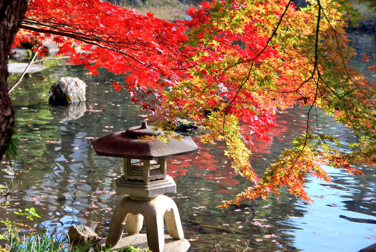 兵庫の旅ブロガー ブランチ 風景写真 温泉 イラスト 関西学院大学 西宮上ヶ原キャンパス 日本庭園 兵庫県西宮市 関西学院大学 関西学院 西宮市 兵庫県 西宮上ヶ原キャンパス 日本庭園 紅葉 秋 Nicon もみじ 兵庫の旅ブロガー ブランチ 風景写真 温泉 イラスト 関西学院大学 西宮上ヶ原キャンパス 日本庭園 兵庫県西宮市 関西学院大学 関西学院 西宮市 兵庫県 西宮上ヶ原キャンパス 日本庭園 紅葉 秋 Nicon もみじ