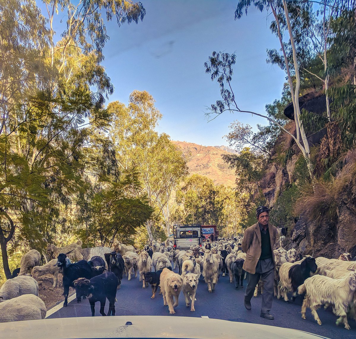 OmairIftikhar's tweet photo. Epic Trip to Wonderland 2017 - #5
Two Dogs Disguised as Goats in the Middle!
#SpyDogs #TigerZindaHai
#ShotOnPixel #ShotByPixel
#Mountains #Himachal #HimachalPradesh #IncredibleHimachal #IncredibleIndia #HimachalDiaries #HimachalRoads #RoadTrip #Goat #Sheep #Dogs #ShepherdDog https://t.co/pYu85872tG