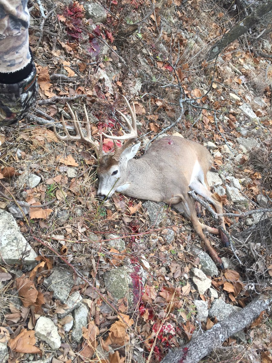 Nsane_Bowhunter's tweet photo. BBD https://t.co/UuG9YNl077