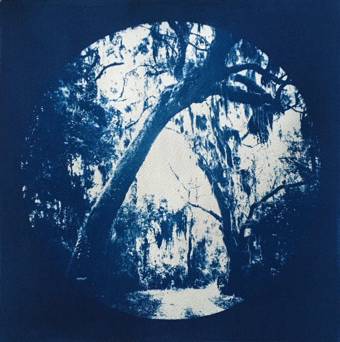 mandafaye1975's tweet photo. A preview of new work I'll have at the #SEEDS exhibit at #Westobou Gallery in Augusta, GA. Opens December 1, 5-8pm. Partner With the Sun, No. 3 - 14" x 14"
#cyanotypes #photography #nativeplants #alternativeprocess #printmaking #georgiaartist #savannah #augusta #flora #landscapes https://t.co/78qpF9Li0u