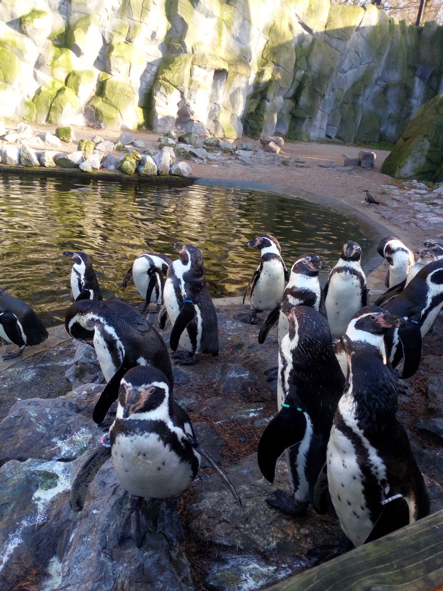 TLoopmans's tweet photo. Het weekend afgesloten met een dagje Planckendael en natuurlijk ook weer met een deadline #MasterMPC #plackendael #Zoo https://t.co/9AqJG5Gb7G