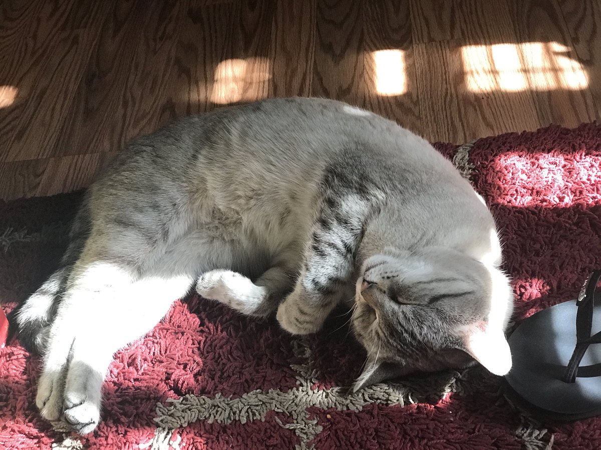 AshLinxKitty's tweet photo. #sundaymood #SundayFun #CatsofTwitter https://t.co/g5jGTdBCND