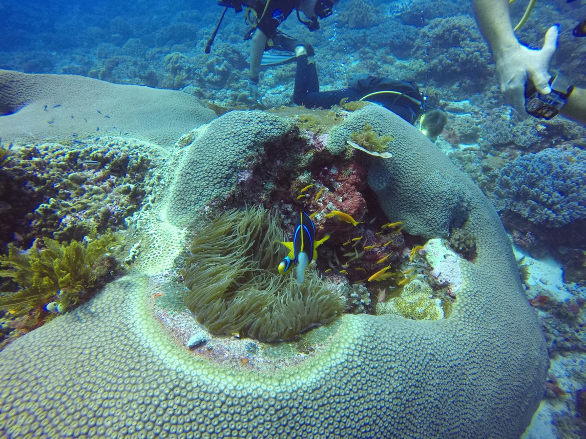 SimplySteffen's tweet photo. Tauchgang beendet :D  es war eine mega GEILE Erfahrung mit vielen Eindrücken. Morgen geht es riesen Schildkröten anschauen 🐢! Habt einen wundervollen Abend und Start in die Woche #Zanzibar #SucbaDiving #Twitch #GEIL @FinisCor https://t.co/8FhR7xqcIH