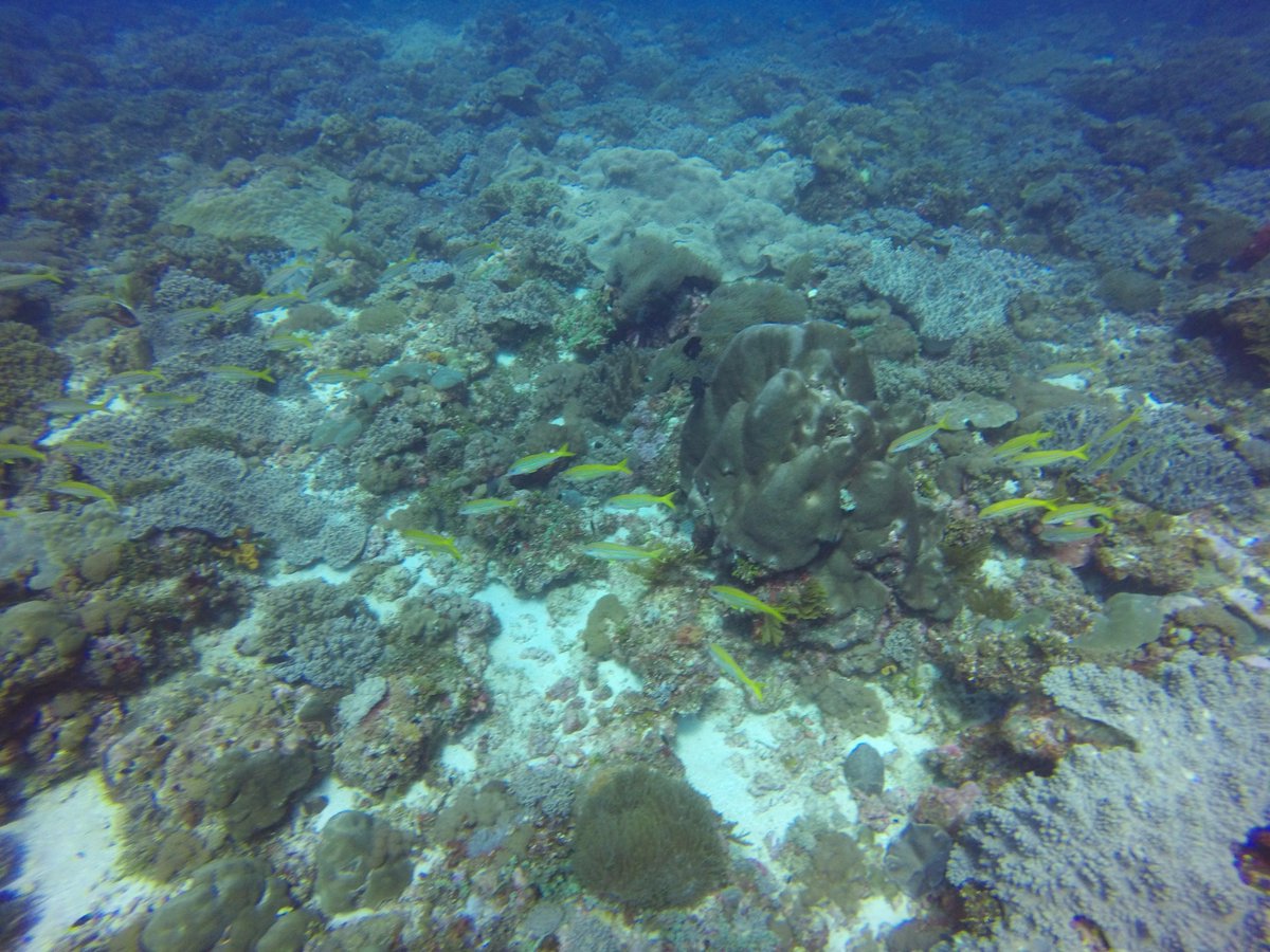 Tauchgang beendet :D  es war eine mega GEILE Erfahrung mit vielen Eindrücken. Morgen geht es riesen Schildkröten anschauen 🐢! Habt einen wundervollen Abend und Start in die Woche #Zanzibar #SucbaDiving #Twitch #GEIL @FinisCor