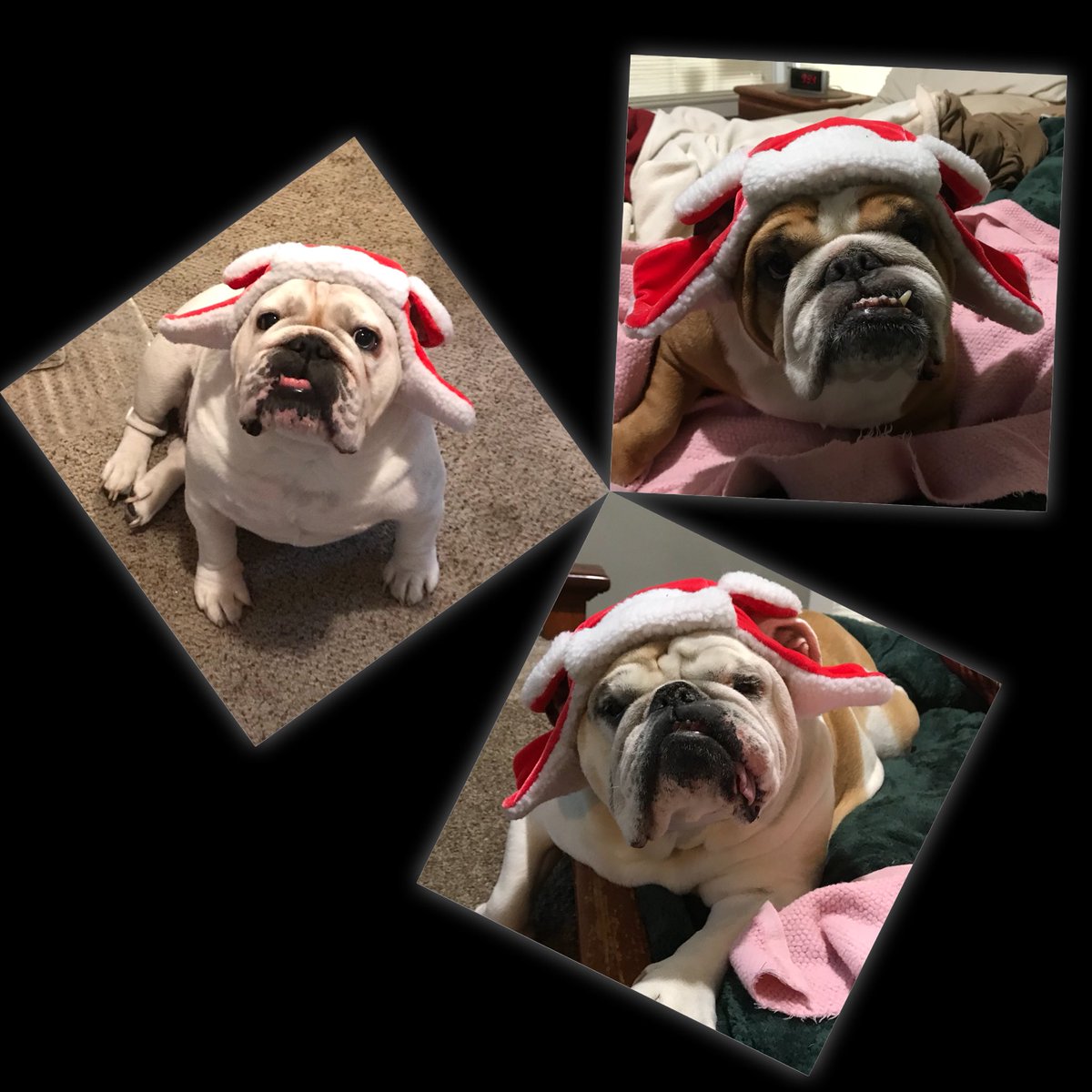 SavannahSidecar's tweet photo. M &amp; D planning to get our Xmas card pics today, so they've pulled out the costumes, 1st up the #FlapperHat ! #TresBulldogAmigas
#CasaDeBulldog
#SidecarSavannah
#MaddieBlue👁
#FoxieRoxie🦊
#SidecarBulldogs
#TheRealSidecarBulldogs 
#OGsidecarBulldogs
#BulldogHorders 
#BulldogsRule https://t.co/DFwlRJDDfu