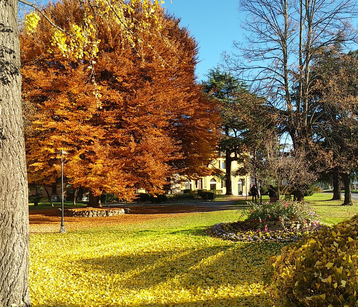 antotiba's tweet photo. Colori magici... #autunno #inpiemonte #26novembre https://t.co/wDIoaLDQr4