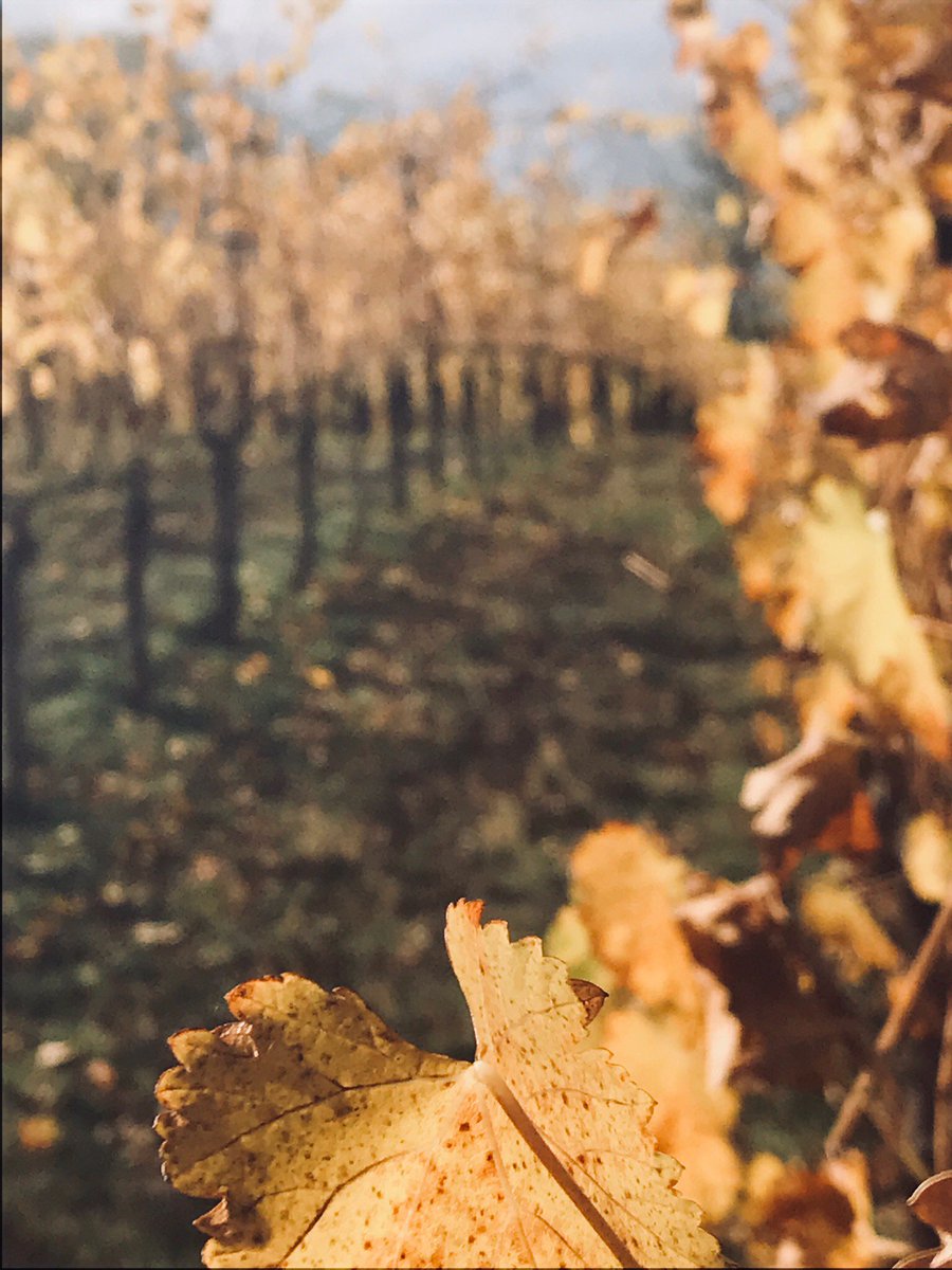 Shadow Ranch Wine tweet media