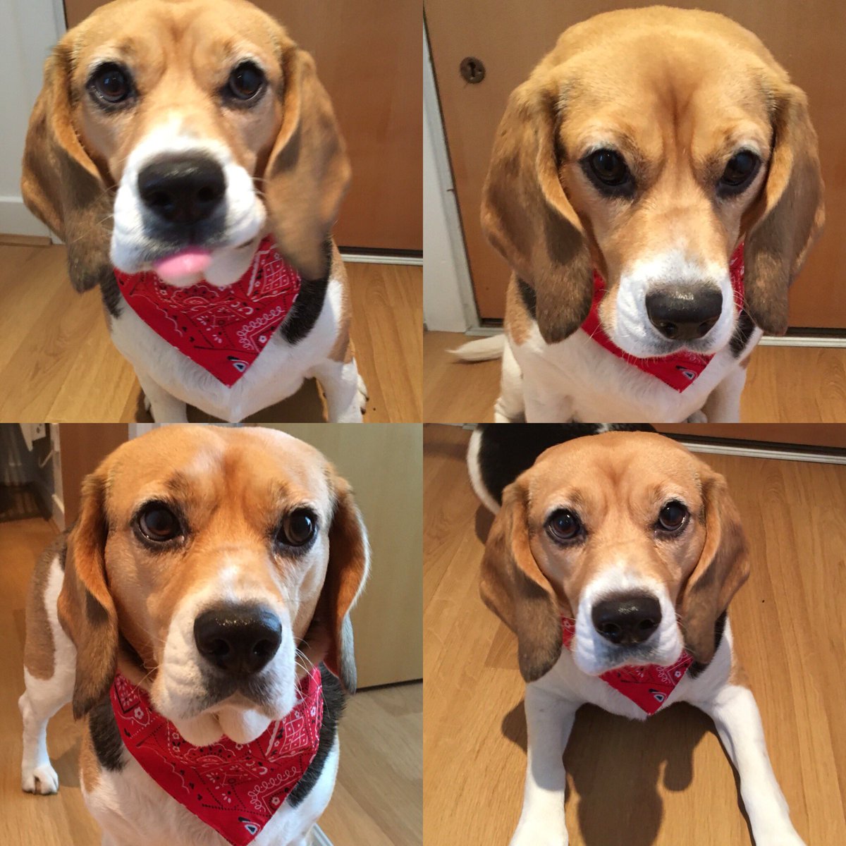 siobhancoda's tweet photo. @beaglefacts Molly in her new neckerchief! @stc18 #beagle #grumpybeagles https://t.co/a5yARTX8O8