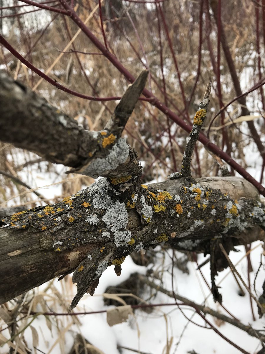 Kelly_Thibodeau's tweet photo. Out for a peaceful walk in the woods. #gratitude #pathslesstraveled #assiniboinepark https://t.co/bKWvpez2Cm